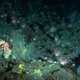 Footage of the deep-sea sponge ground analyzed in the new study.